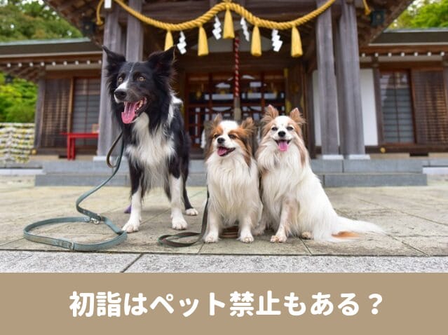 初詣　ペット　禁止 犬同伴　マナー　混雑