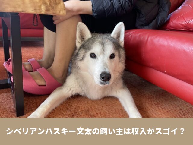 シベリアンハスキー　文太　人気　文ちゃん　飼い主　収入　グッズ