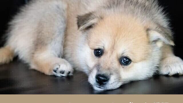 シベリアンハスキー　ミックス　犬　お顔　種類　特徴　画像