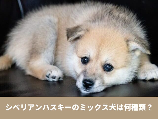 シベリアンハスキー　ミックス　犬　お顔　種類　特徴　画像