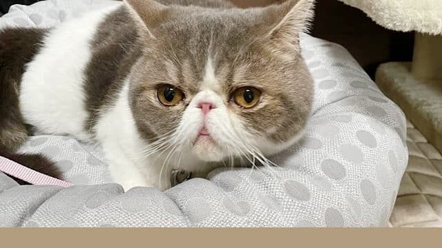 リビングの松永さん　猫　サバコ　プロフィール　SNS グッズ