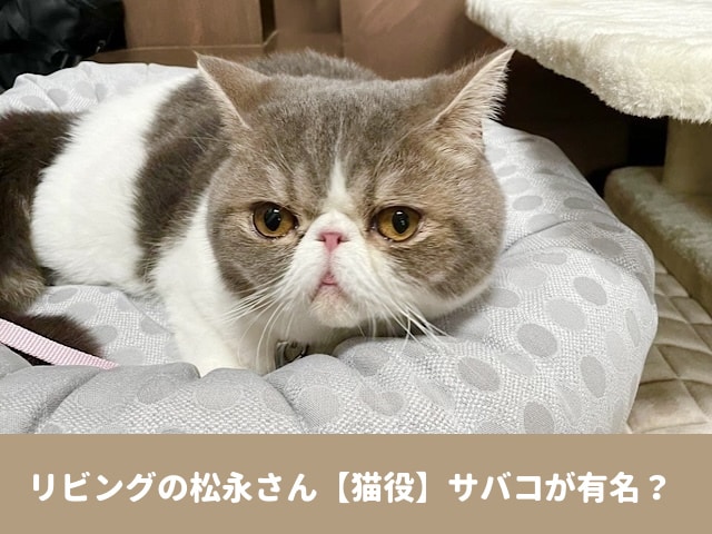 リビングの松永さん　猫　サバコ　プロフィール　SNS グッズ