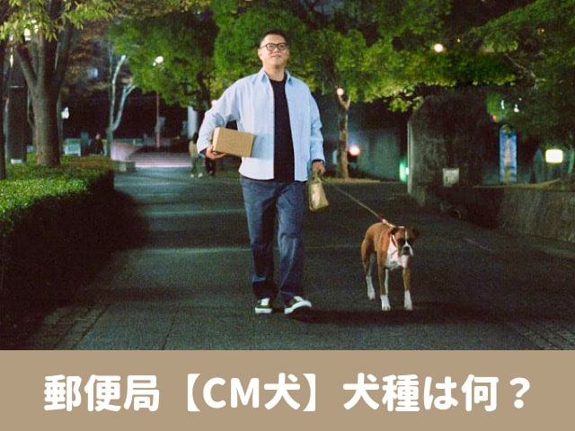 郵便局　CM犬　犬種　シソンヌ長谷川　プロフィール　SNS