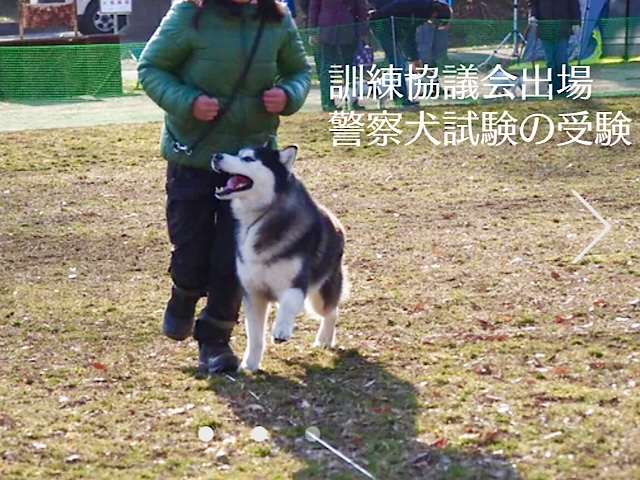 シベリアンハスキー　警察犬　人懐っこい　天然　訓練