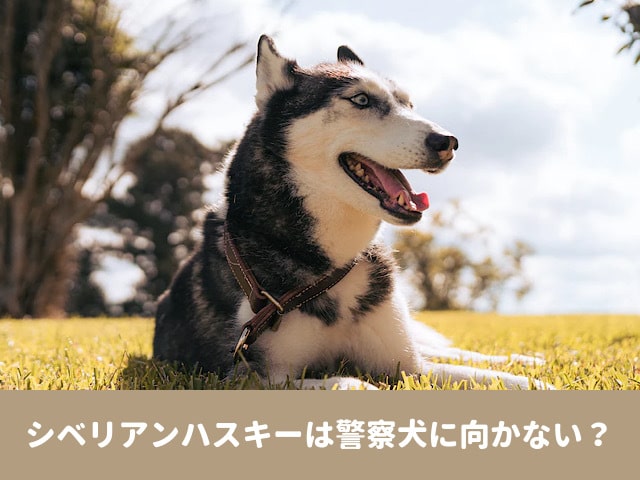 シベリアンハスキー　警察犬　人懐っこい　天然　訓練