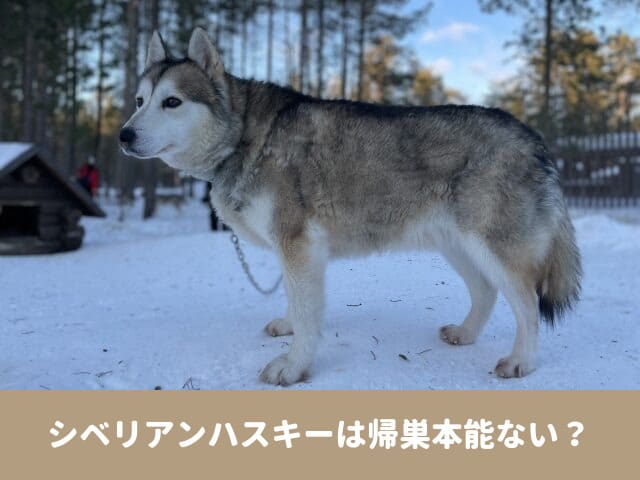 シベリアンハスキー　帰巣本能 脱走　走る　距離