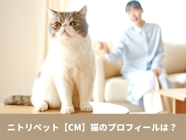 ニトリ　ペット　CM  猫　プロフィール　SNS