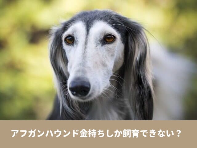 アフガンハウンド　金持ち 飼育　ご飯　年間費用　小型犬