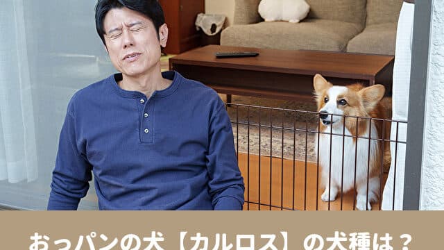 おっパン　犬　カルロス　犬種　プロフィール　出演情報　SNS