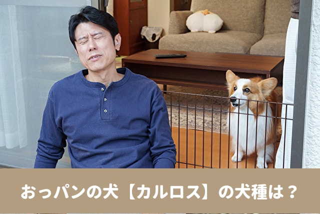 おっパン　犬　カルロス　犬種　プロフィール　出演情報　SNS