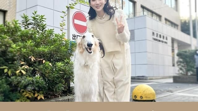 郵便局　CM  犬　ウイカ　犬種　プロフィール　SNS  最新