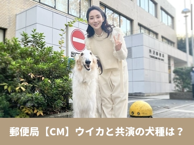 郵便局　CM  犬　ウイカ　犬種　プロフィール　SNS  最新