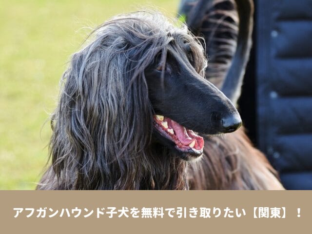 アフガンハウンド　里親 関東　譲渡会　子犬　無料　引き取り