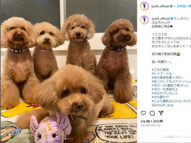 ヒロミ　犬　トイプードル　何匹　名前　プロフィール　性格