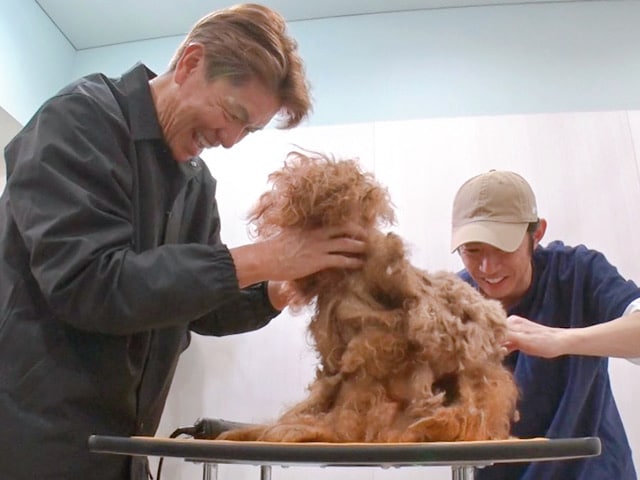 相葉雅紀　トリミング　下手　資格　トリミングした犬　みんなの動物園