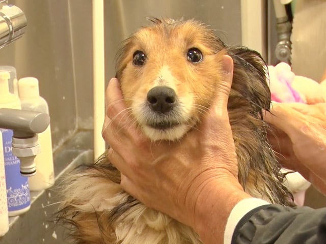 相葉雅紀　トリミング　下手　資格　トリミングした犬　みんなの動物園