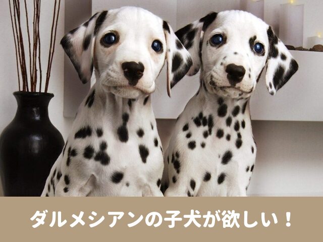 ダルメシアン　子犬 欲しい　販売　価格　相場