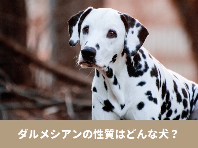 ダルメシアン　性質 どんな犬　名前の由来　歴史