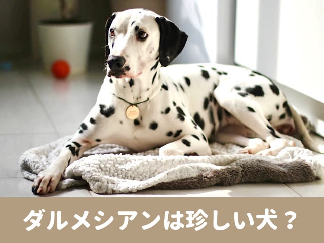 ダルメシアン　珍しい　犬　やんちゃ　性格　飼いにくい