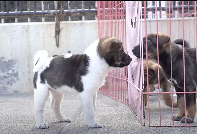 みやぞん　保護犬　めいちゃん　里親　犬種　プロフィール