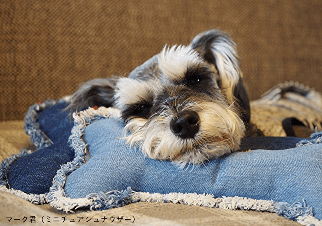 イヌト　INUTO　口コミ　評判　犬とお揃い　デニム　ドッググッズ　おすすめ