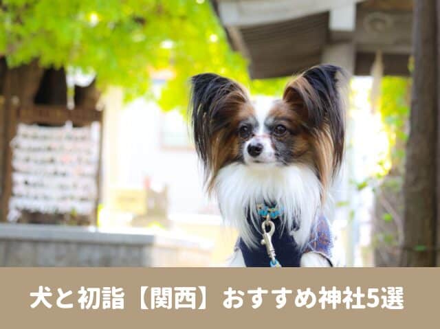 犬と行ける　初詣　関西　2024　おすすめ　ペット　ご祈祷　健康祈願　ご利益