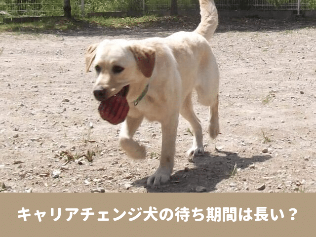 キャリアチェンジ犬　待ち 期間　登録　どのくらい　待つ