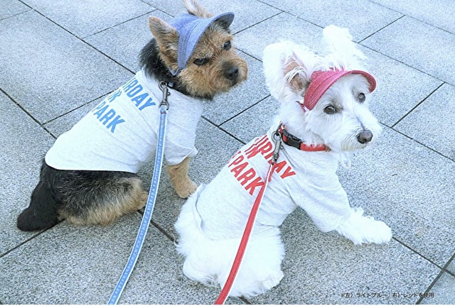 イヌト　INUTO　口コミ　評判　犬とお揃い　デニム　ドッググッズ　おすすめ