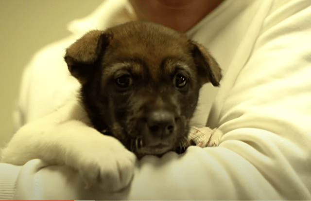 みやぞん　保護犬　めいちゃん　里親　犬種　プロフィール